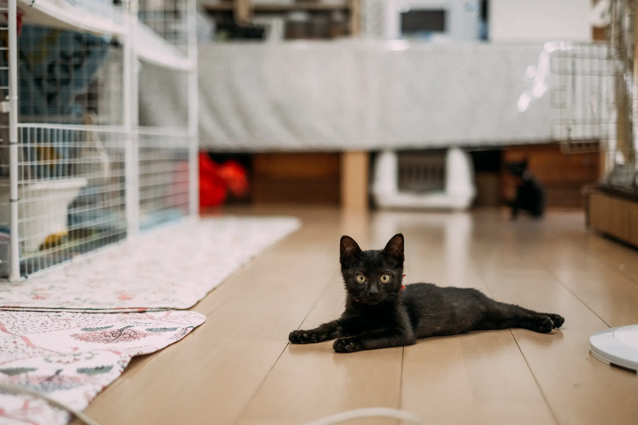 猫ルームの床で横になる黒猫