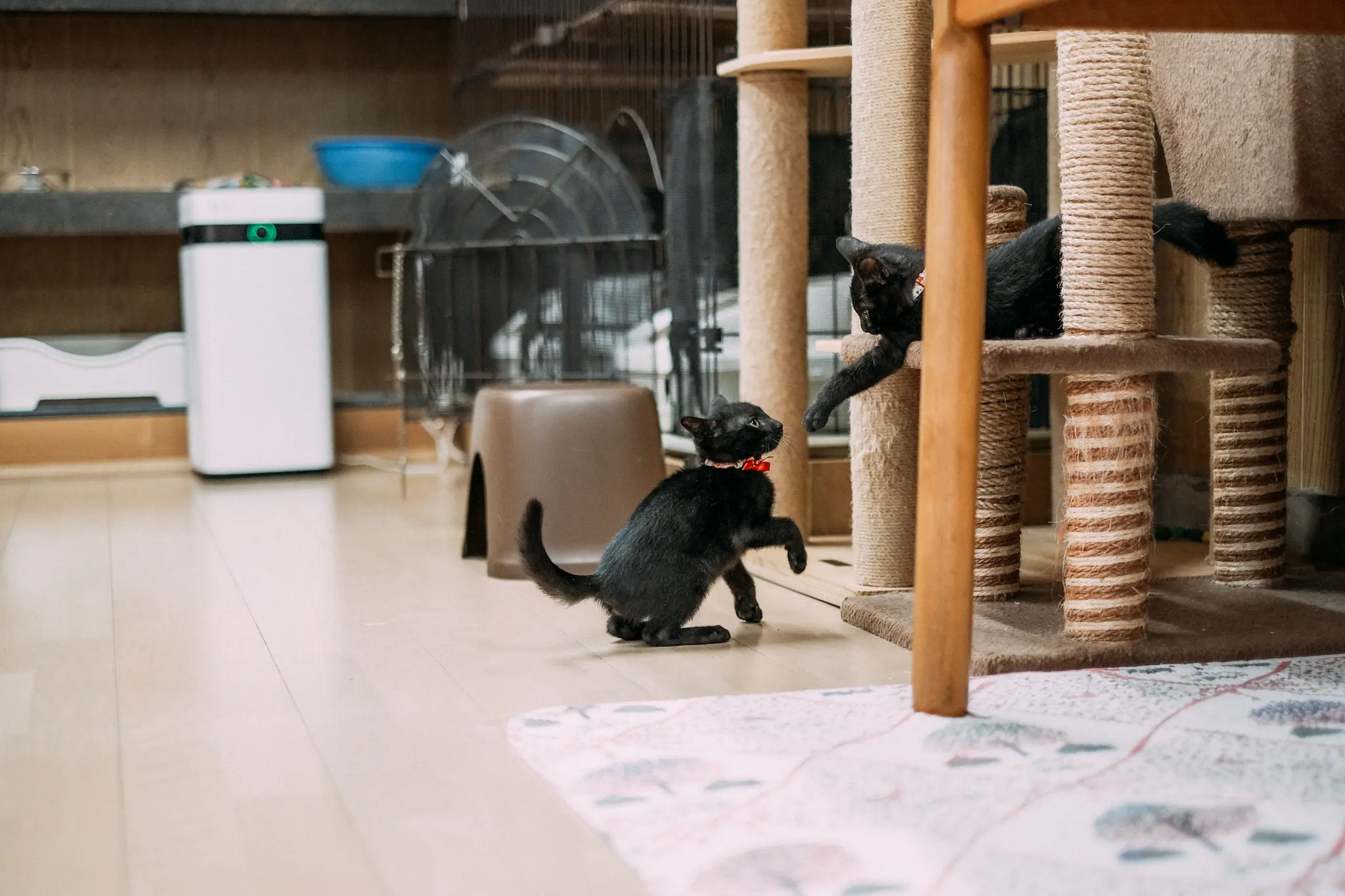 キャットタワーのそばにいる猫たち