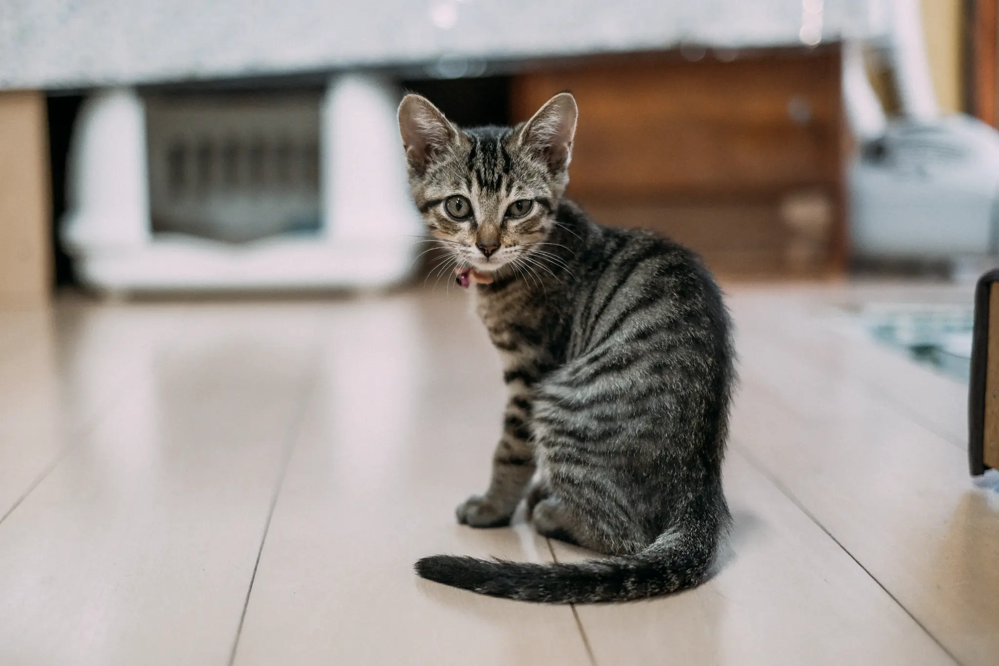 こちらを見つめる小さな保護猫